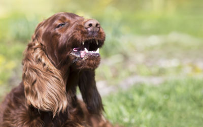 Ruhestörung durch Hundegebell: Ein häufiger Konfliktgrund