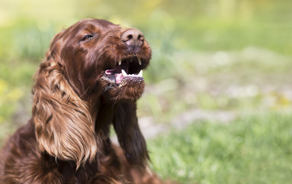 Ein Hund bellt und zeigt seine Zähne
