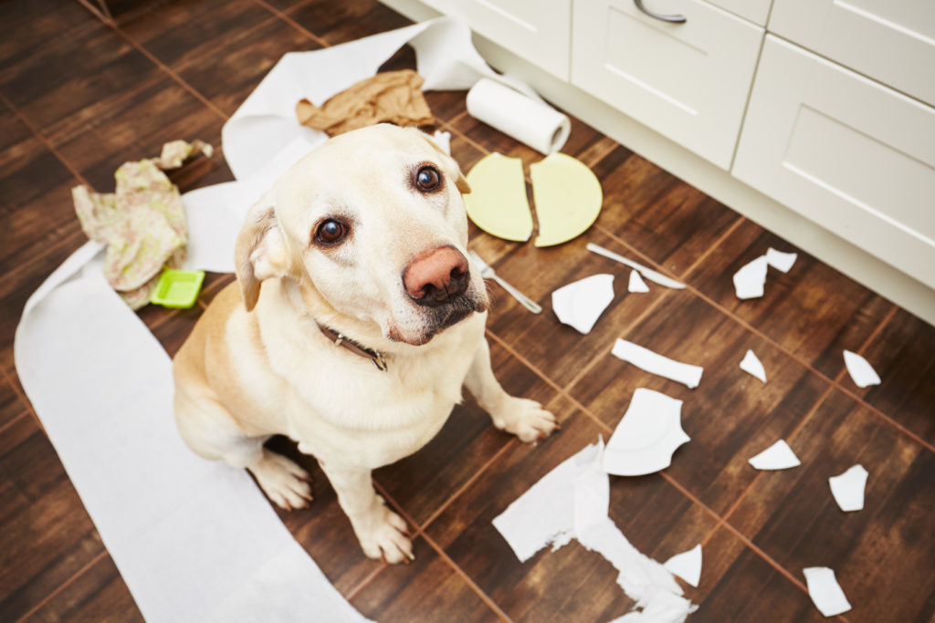 Ein Hund guckt in die Kamera, um ihn herum liegen zerstörte Alltagsgegenstände.