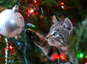 Gesteigerte Brandgefahr: Eine neugierige Katze sitzt im Tannenbaum und spielt mit dem Baumschmuck.