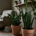 Bogenhanf, Zamioculcas und rankende Efeutute in einer lichtarmen Zimmerecke